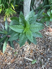 Turnera ulmifolia
