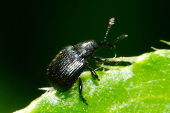 Attelabidae