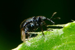 Attelabidae