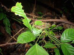 Cardiodactylus borneoe