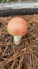 Amanita