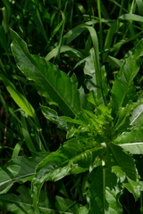 Attelabidae