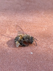 Apis mellifera