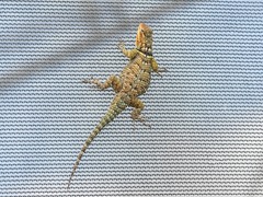 Sceloporus cyanogenys