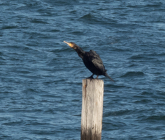 Phalacrocorax carbo