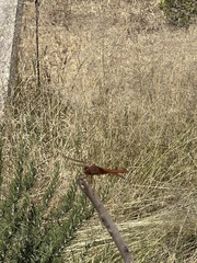 Libellula saturata