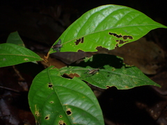 Cardiodactylus borneoe