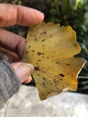 Bartheletia paradoxa