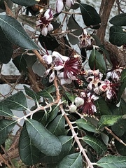 Feijoa