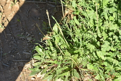 Plantago