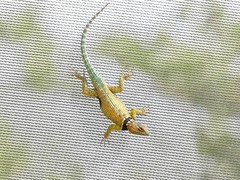 Sceloporus cyanogenys