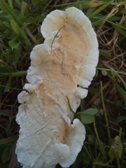 Byssomerulius corium