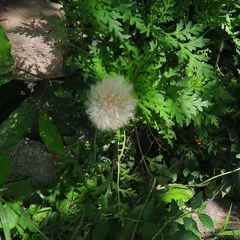 Taraxacum erythrospermum