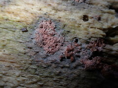 Arcyria obvelata