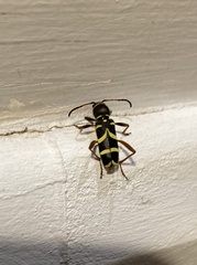 Clytus arietis