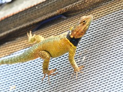 Sceloporus cyanogenys