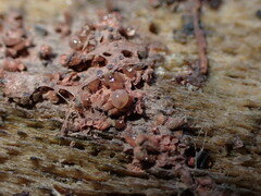 Arcyria obvelata