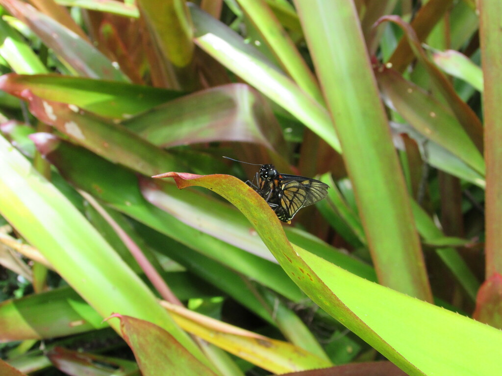 Turmosa