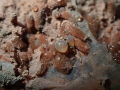Arcyria obvelata