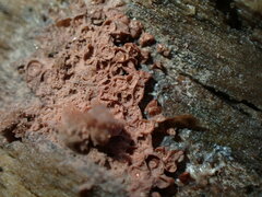 Arcyria obvelata