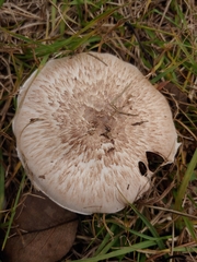 Agaricus porphyrocephalus