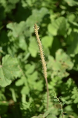 Plantago