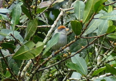 Stilpnia vitriolina
