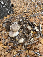 Agaricus xanthodermus