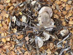Agaricus xanthodermus