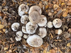 Agaricus xanthodermus