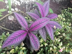 Strobilanthes auriculata