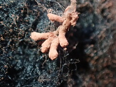 Arcyria obvelata