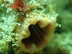 Pyura chilensis