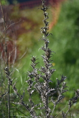Scolymus hispanicus