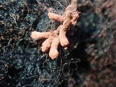 Arcyria obvelata