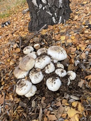 Agaricus xanthodermus