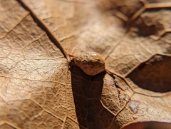 Macrodiplosis majalis