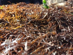 Chondracanthus chamissoi