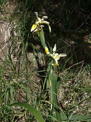 Iris orientalis