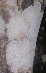 Phlyctis petraea