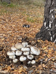 Agaricus xanthodermus