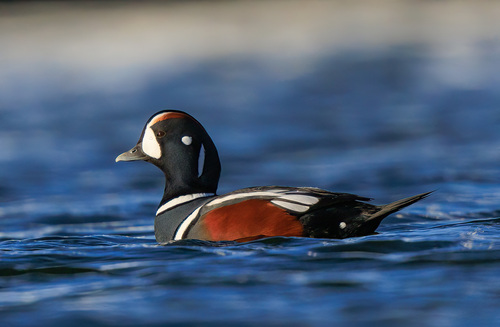 Harlequin Duck