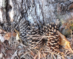 Pinus nigra