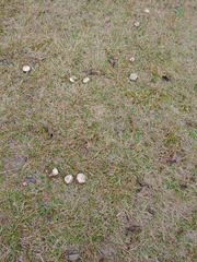 Agaricus porphyrocephalus