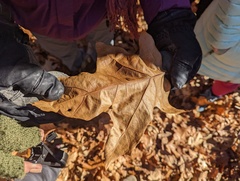 Macrodiplosis majalis