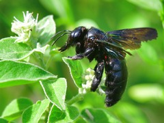 Xylocopa strandi