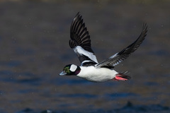 Bufflehead photo 3