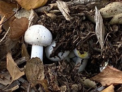 Agaricus xanthodermus