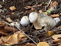 Agaricus xanthodermus