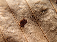 Acalitus ferrugineum